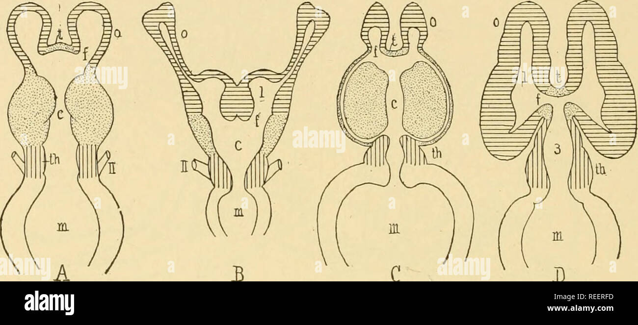 . L'anatomie comparée. Anatomie, comparatif. Tionately 498 anatomie comparative. Vision en tournoi est plus important que l'odorat, et les changements cérébraux par rapport express valeurs fonctionnelles. Cortex. Deux parties du cerveau des vertébrés primitifs participer spécialement dans le grand élargissement des hémisphères cérébraux, le corps strié et le neopallium. Ces deux régions ne sont pas clairement différenciés dans cyclostomes, mais se distinguent dans les poissons. Des deux, le pallium change plus. Les hémisphères de poissons téléostéens ont une mince pallium épithéliale ou du manteau. Par rapport à l'mantle' de téléostéens, Banque D'Images