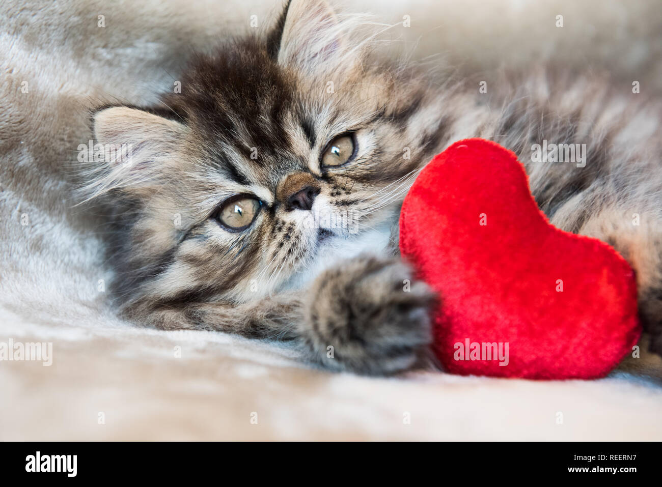 Magnifique Chaton Persan Chat Avec Coeur Rouge Photo Stock Alamy Magnifique Chaton Persan Chat Avec Coeur Rouge Photo Stock Alamy