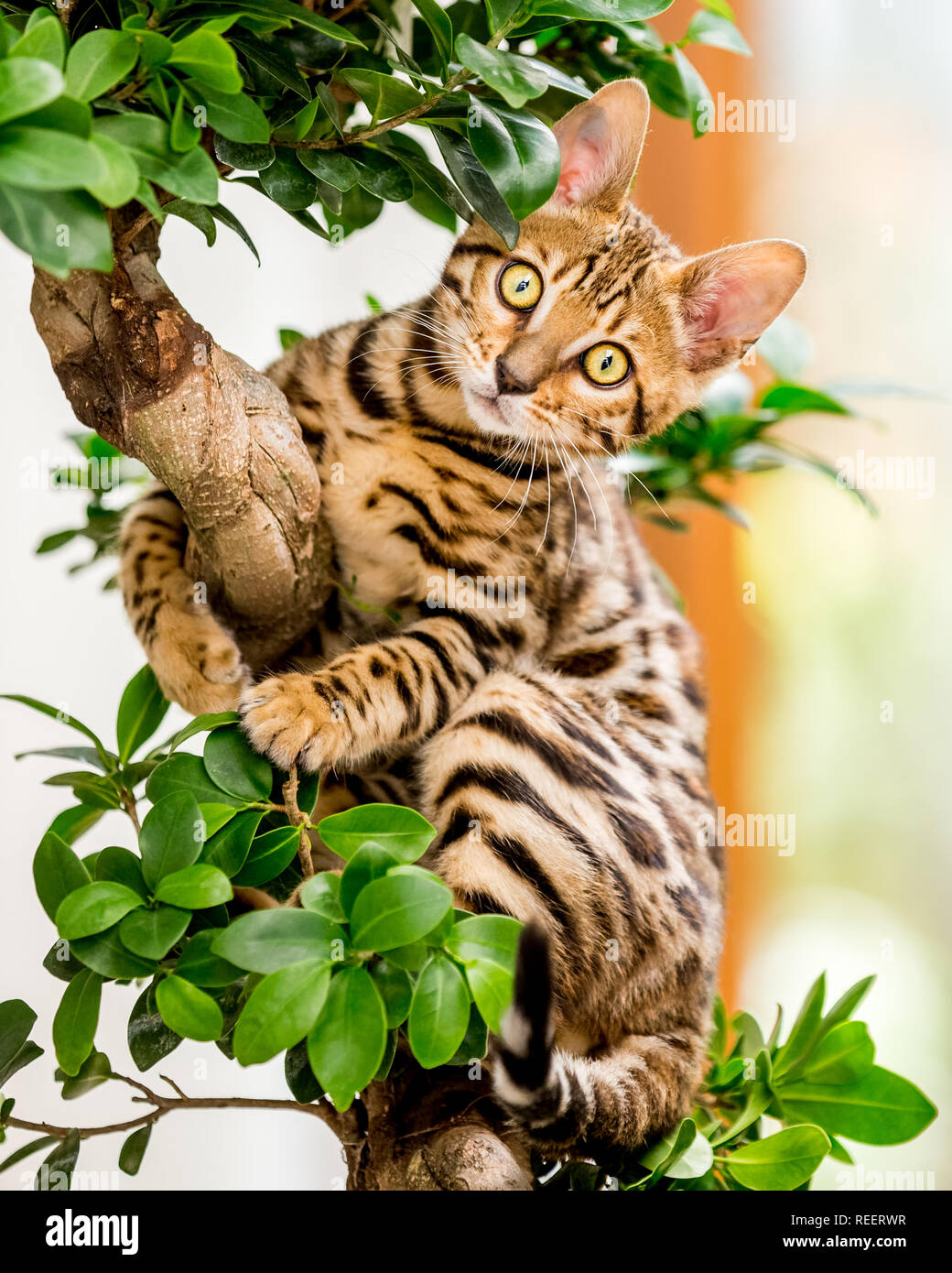 Close up chatons dans un arbre de jouer à la maison. Banque D'Images