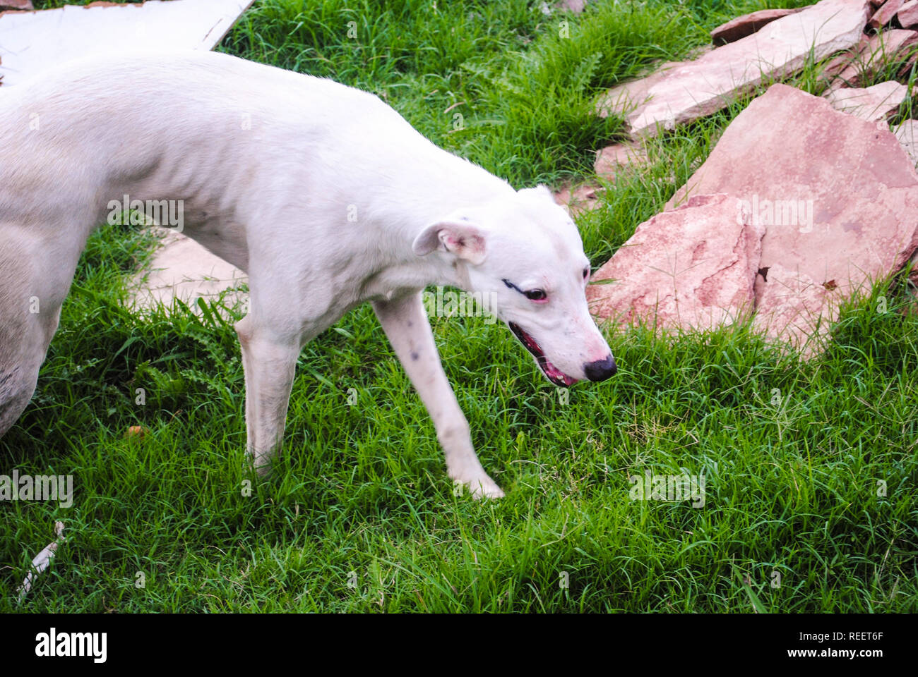 Chien blanc fine dans l'herbe Banque D'Images