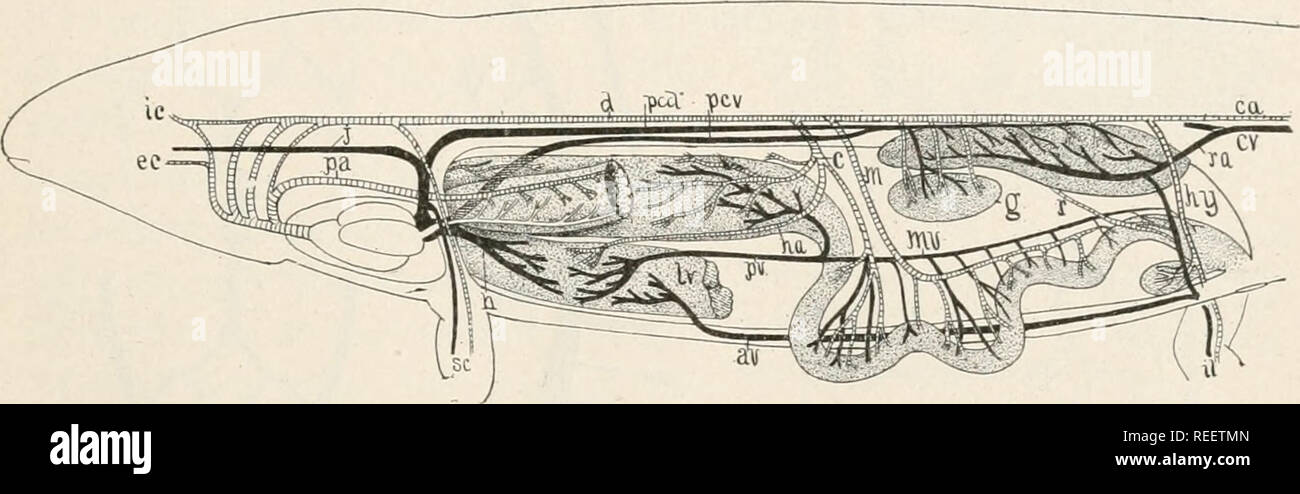 . L'anatomie comparée des vertébrés. L'anatomie, les vertébrés ; Comparatif -- Anatomie. Les organes de l'appareil circulatoire. 285 ment à l'artères vitellines (p. 276) et va à l'ante- vant une partie de l'intestin ; bien que souvent une artère mésentérique inférieure est distribué à la partie postérieure du tube digestif. Le fusible peut-mésentérique supérieure avec le cceliac pour former l'axe coeliaque tandis qu'il n'est pas rare que d'autres artères mésentériques peut être développée. Les artères hypogastriques, déjà mentionné, besoin d'autres avis. Ces connect primitivement l'aorte dorsale avec la veine dans subintestinal e Banque D'Images