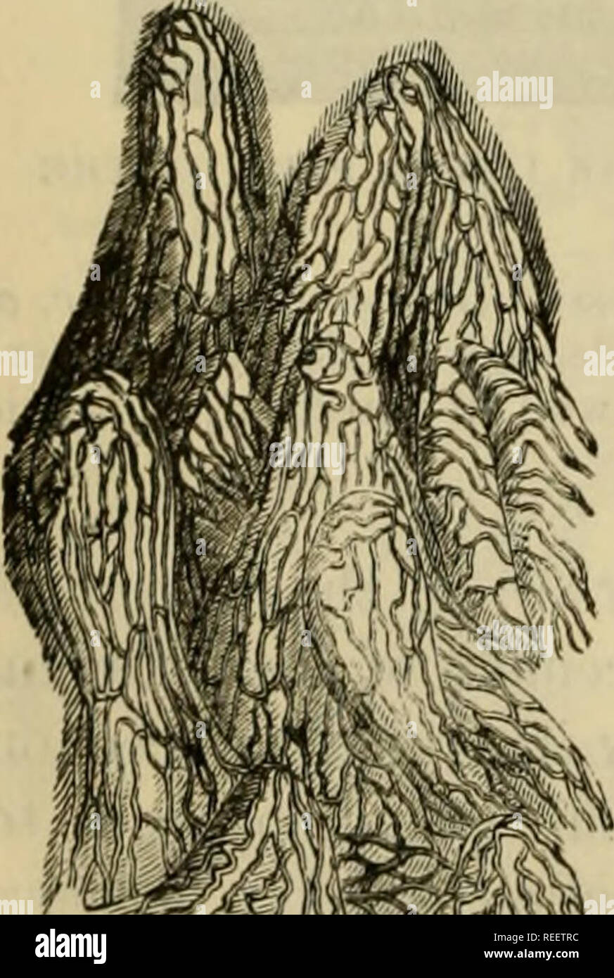 . L'anatomie comparée des animaux domestiques. Anatomie vétérinaire. Fig. 279. SECTION perpendiculaire à travers la paroi intestinale POUR AFFICHER UN SEUL FOLLICULE. Une Lieberkiihnian ; 6, glandes, follicule solitaire ; c, navires, mais surroundiag lactée ne pénètrent pas, les follicules ; d, grands vaisseaux efférents, fourni avec les soupapes. 4. Vaisseaux sanguins et les nerfs.-Le petit intestin reçoit ses artères presque ex- clusively à partir de la grande artère mésentérique. L'un, qui va au duodénum, vient de l'coehac tronc. Ces artères forment un réseau sous-muqueux, d'où passent les branches l'intérieur et vers l'extérieur, t Banque D'Images