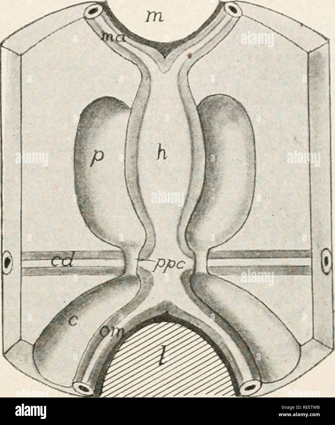 . L'anatomie comparée des vertébrés. L'anatomie, les vertébrés ; Comparatif -- Anatomie. FIG. 276. FIG. 277. FIG. 276.---Schéma de la formation du tube cardiaque, montrant l'ordre décroissant méso- thelial les plaques de ci-dessus, c, ccelom ; cd, première apparition de l'Cuvierian gaines ; h, rainures pour former le cœur et l'aorte ventrale ; /, le foie ; m, bouche, ma, artère de la mandibule ; om, vitellin- veines mésentériques ; alors, sp, somatiques et des murs d'ccelom splanchnique. FIG. 277.-début du coeur ; l'ordre décroissant de plaques fig. 276 se sont réunis, formant le cœur et l'aorte ventrale, c, ccelom péritonéale ; p, péricardique ccelom ; Banque D'Images