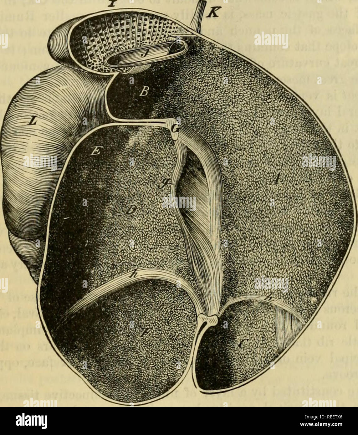 . L'anatomie comparée des animaux domestiques. Anatomie vétérinaire. L'ESTOMAC. 465.-Eelations la forme externe de la panse d'être determinerl, l'étude de ses relations devient facile. Par sa surface supérieure, il est en contact avec la masse intestinale ; sa face opposée repose sur la paroi abdominale inférieure. Son bord gauche, soutenant la rate, touche le plus haut d'une partie du flanc et le sublumbar, région à laquelle il adhère par du tissu cellulaire, ainsi que la proximité de la ligne de la maladie cœliaque et la grande artère mésentérique^ ; droit, de le chat par l'abomasum, répond Banque D'Images