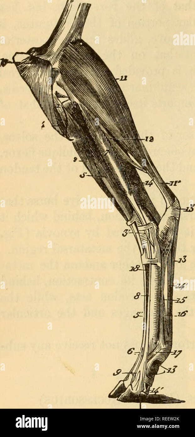 . L'anatomie comparée des animaux domestiques. Chevaux ; anatomie vétérinaire. 372 LES MUSCLES. Chabactees différentiel dans les muscles de la jambe dans l'otheb les animaux. 1. Anteriok région tibiale. A. Ruminants.- Ki^. 205.. Les muscles EXTERNES DE LA CUISSE DU BOEUF. 1, tendon originaires du muscle qui représente la partie antérieure de l'extenseur du phal.uiges riexor metatarsi et le dans le cheval ; 2, son fasciculus fléchisseur ; 5, celle qui forme l'extenseur commun des doigts ; 5', le tendon de ce fichier ; 6, son bifurcation terminale ; 3, les péroniers latéraux longs ; 3', son tendon ; 4, origine nf Banque D'Images