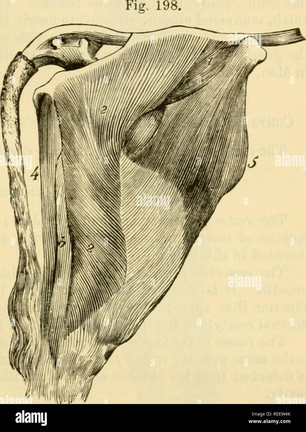 L Anatomie Comparee Des Animaux Domestiques Chevaux Anatomie Veterinaire Les Muscles Des Membres Inferieurs Postekior En T 859 Chien Et Chat Le Meme Muscle Presente En Face Un Eupernumerary Fasciculus Une Epaisse