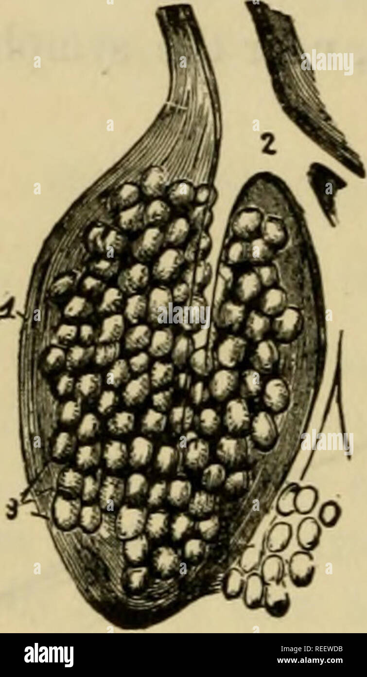 L anatomie Compar e Des Animaux Domestiques Anatomie V t rinaire l-anatomie-compar-e-des-animaux-domestiques-anatomie-v-t-rinaire