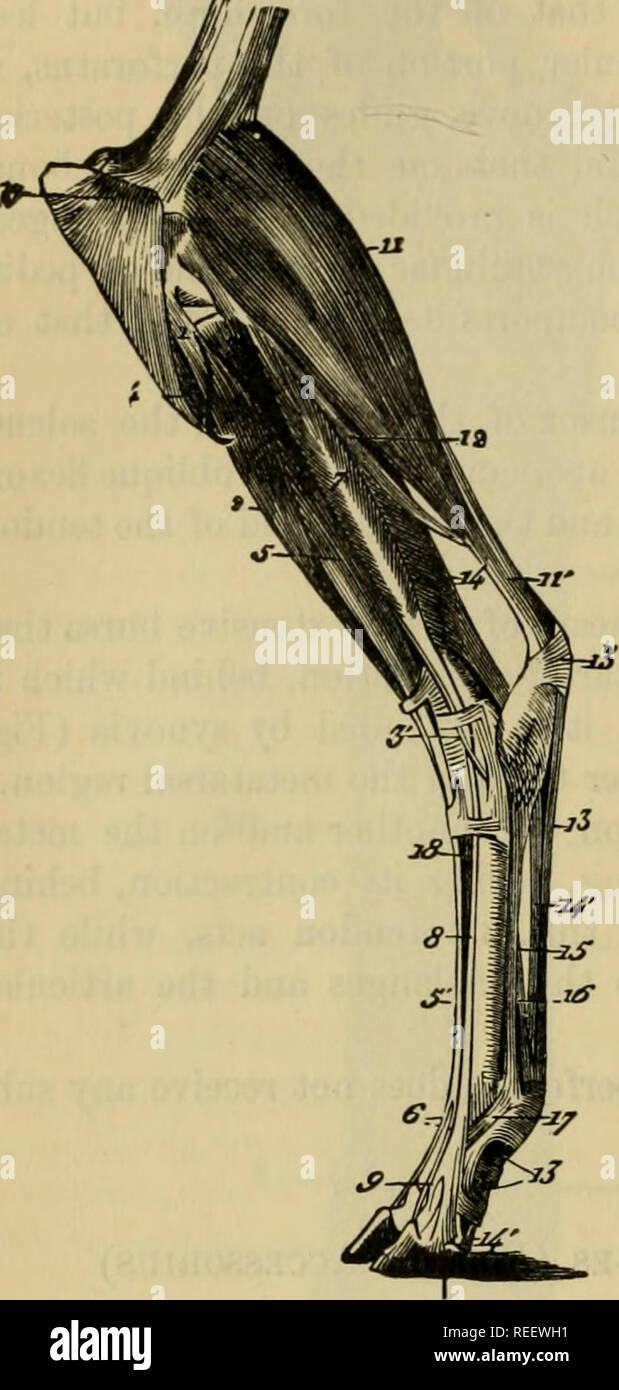 . L'anatomie comparée des animaux domestiques. Anatomie vétérinaire. 872 LES MUSCLES. Les caractères du différentiel dans les muscles de la jambe dans les autres animaux. 1. Région tibiale antérieure. A. Les ruminants. Gratuit^. 205.. les muscles de la jambe de l'ox. 1, tendon originaires du muscle qui représente la partie antérieure de l'extenseur du phal.Â"Inges ideeâ et le flexor metatarsi dans le cheval ; 2, son fasciculus fléchisseur ; 5, celle qui forme l'extenseur commun des doigts ; 5', le tendon de ce fichier ; 6, sa borne bifurcation ; 3, les péroniers latéraux longs ; 3', son tendon ; 4, de l'origine de l'un Banque D'Images