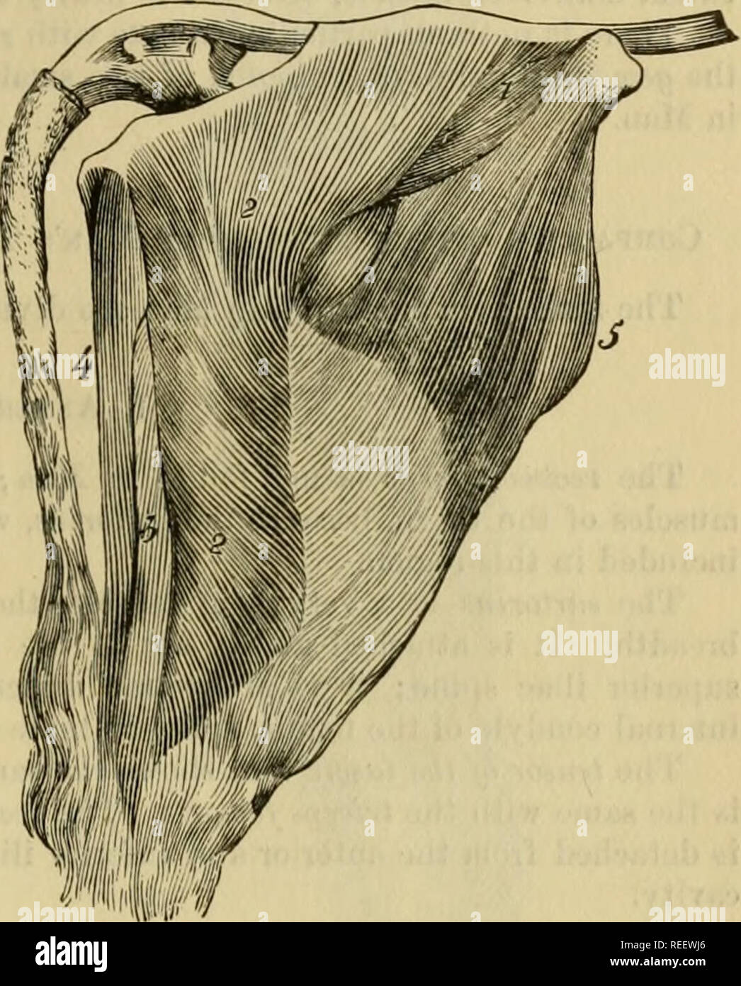 L Anatomie Comparee Des Animaux Domestiques Anatomie Veterinaire Les Muscles Des Membres Posterieurs En T Chien L Anatomie Comparee Des Animaux Domestiques Anatomie Veterinaire Les Muscles Des Membres Posterieurs En T Chien
