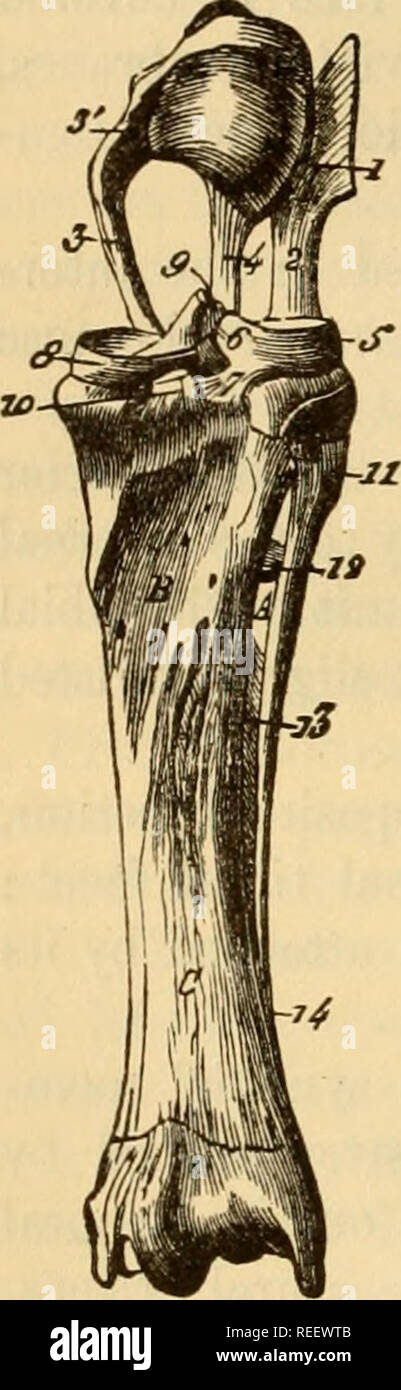 . L'anatomie comparée des animaux domestiques. Chevaux ; anatomie vétérinaire. TRE 220 ARTICULATIONS. N° 1. N° 2. exécutée. Mais en même temps, ils ont également 1200 dans un sens inverse, et à un degré très appréciable, sur l'extrémité supérieure du tibia. Par conséquent, au cours de la flexion, ils passent par l'arrière de l'avant sur cette extrémité, et sont tirés en arrière pendant l'extension. En rotation, qui peut avoir lieu à l'intérieur à l'extérieur, ou de l'extérieur de dans-le mouvement est produite non seulement Fig. 142. Par la faire pivoter des condyles dans leurs cavités glénoïde, mais aussi par une dis- pl Banque D'Images