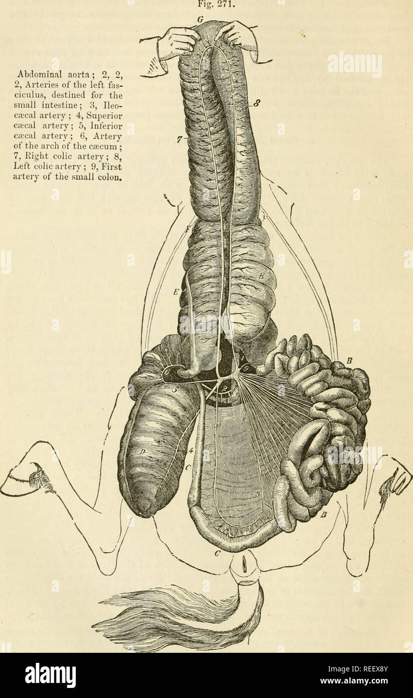 . L'anatomie comparée des animaux domestiques. Anatomie vétérinaire. 530 ARTÈRES TBE. Aorte abdominale ; 2, 2, 2, les artères de la fas- ciculus gauche, destiné à l'intestin grêle ; 3, l'artère iléo- ctecal ctecal supérieure ; 4, ai'tery ; 5 Ciccal ; artère inférieure, 6, artère de l'arc de l'cacum ; 7, l'artère colique droite ; 8, l'artère colique gauche ; 9, première artère du petit colon.. La DISTRIBUTION DE LA GRANDE. ARTERT mésentériques. Veuillez noter que ces images sont extraites de la page numérisée des images qui peuvent avoir été retouchées numériquement pour plus de lisibilité - coloration et l'aspect de ces illust Banque D'Images