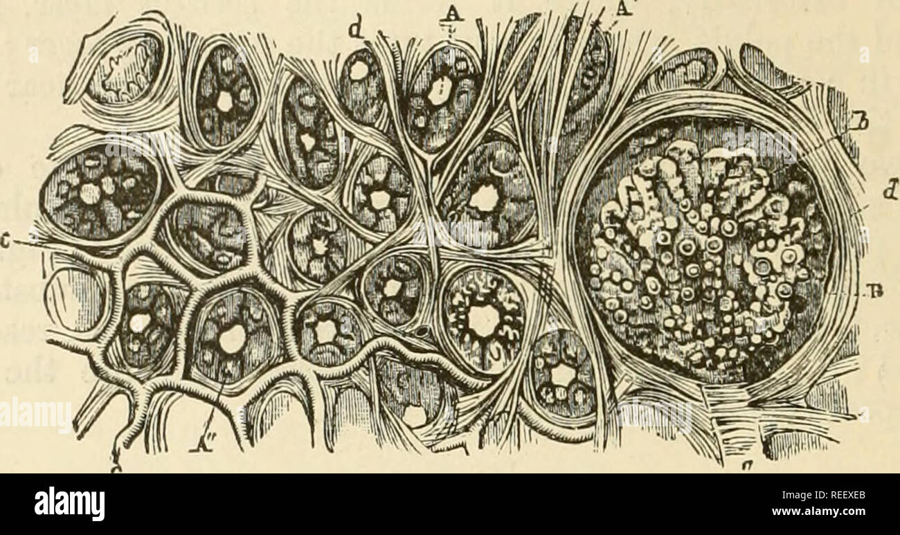 . L'anatomie comparée des animaux domestiques. Anatomie vétérinaire. TEE 488 APPAREIL URINAIRE. Le tube uriniferous n'a pas partout le même sens ou le diamètre de le prendre à sa terminaison sur la crête du bassin, et le suivant à la SIF. 249.. La SECTION DE LA SUBSTANCE CORTICALE DU REIN A, un uriniferi, Tubuli divisé transversalement, montrant l'épithélium sphéroïdales dans leur intérieur ; B, capsule de Malpighi, son afterent ; une branche de l'artère rénale ; b, Son glomérule de capillaires ; c, c, plexus sécrétant formé par ses vaisseaux efférents ; d, d, stroma fibreux. La SIF. 250. o Banque D'Images