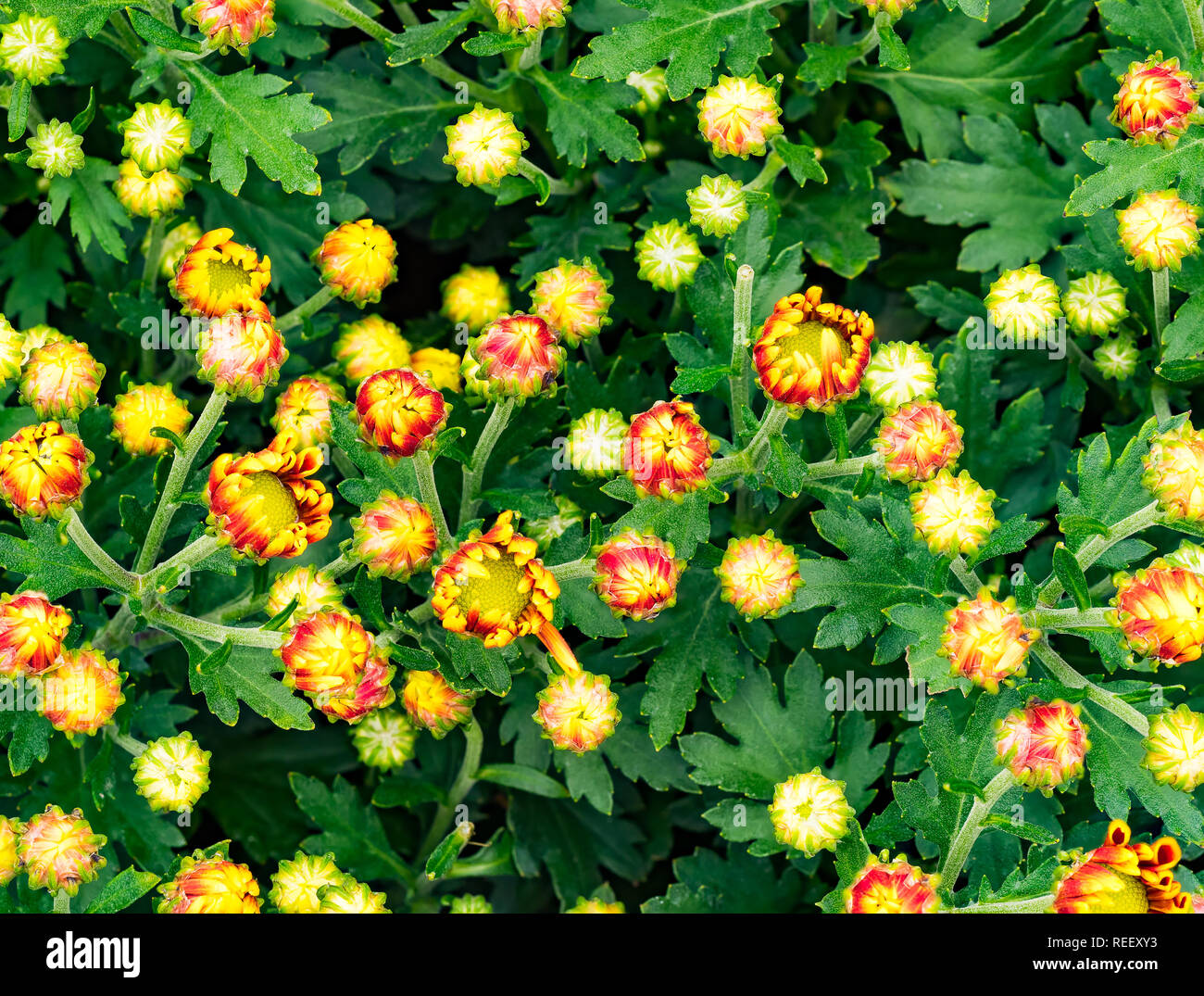 Vue de dessus de fleurs jaunes dans le domaine de Botanical garden Banque D'Images