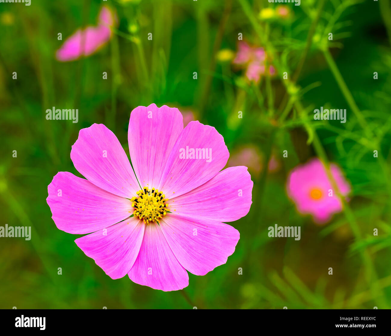 Vue naturelle de fleurs cosmos rose qui fleurit dans un jardin botanique Banque D'Images