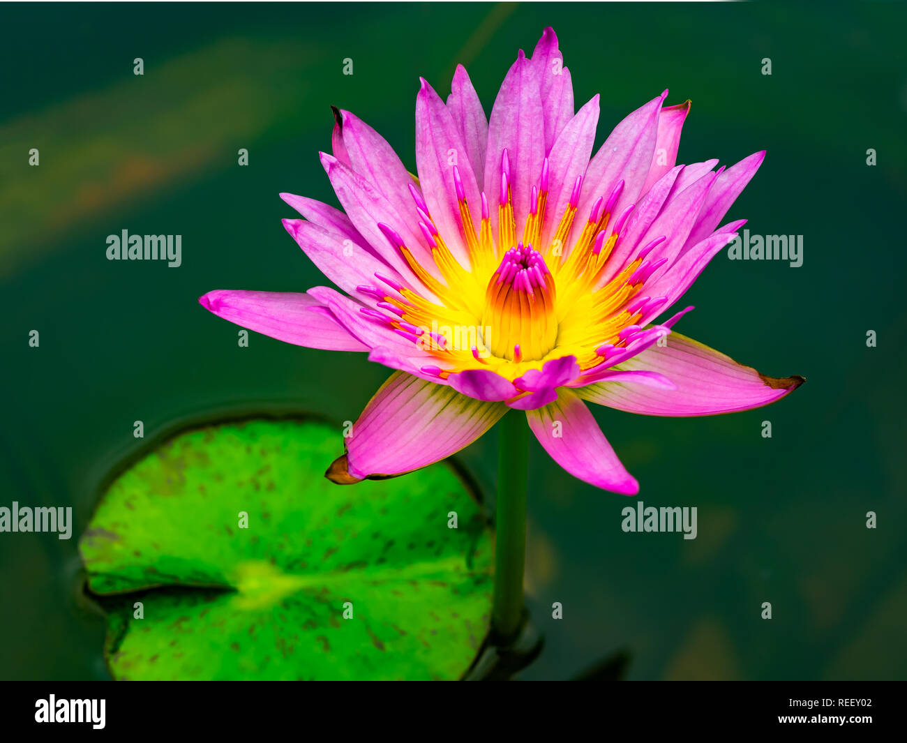 Belles fleurs de lis de l'eau dans un étang Banque D'Images