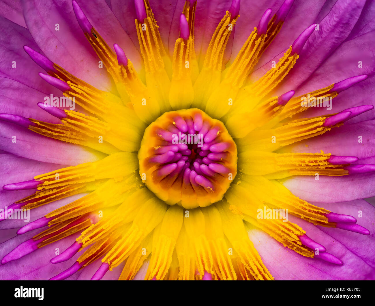 Vue de dessus de l'eau lily dans un étang, gros plan Banque D'Images