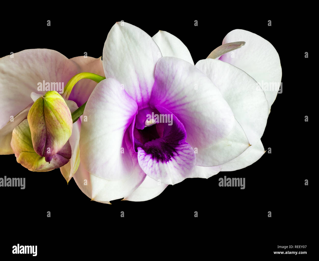 Vue rapprochée de l'orchidée blanche fleurs avec lèvre pourpre isolé sur fond noir Banque D'Images