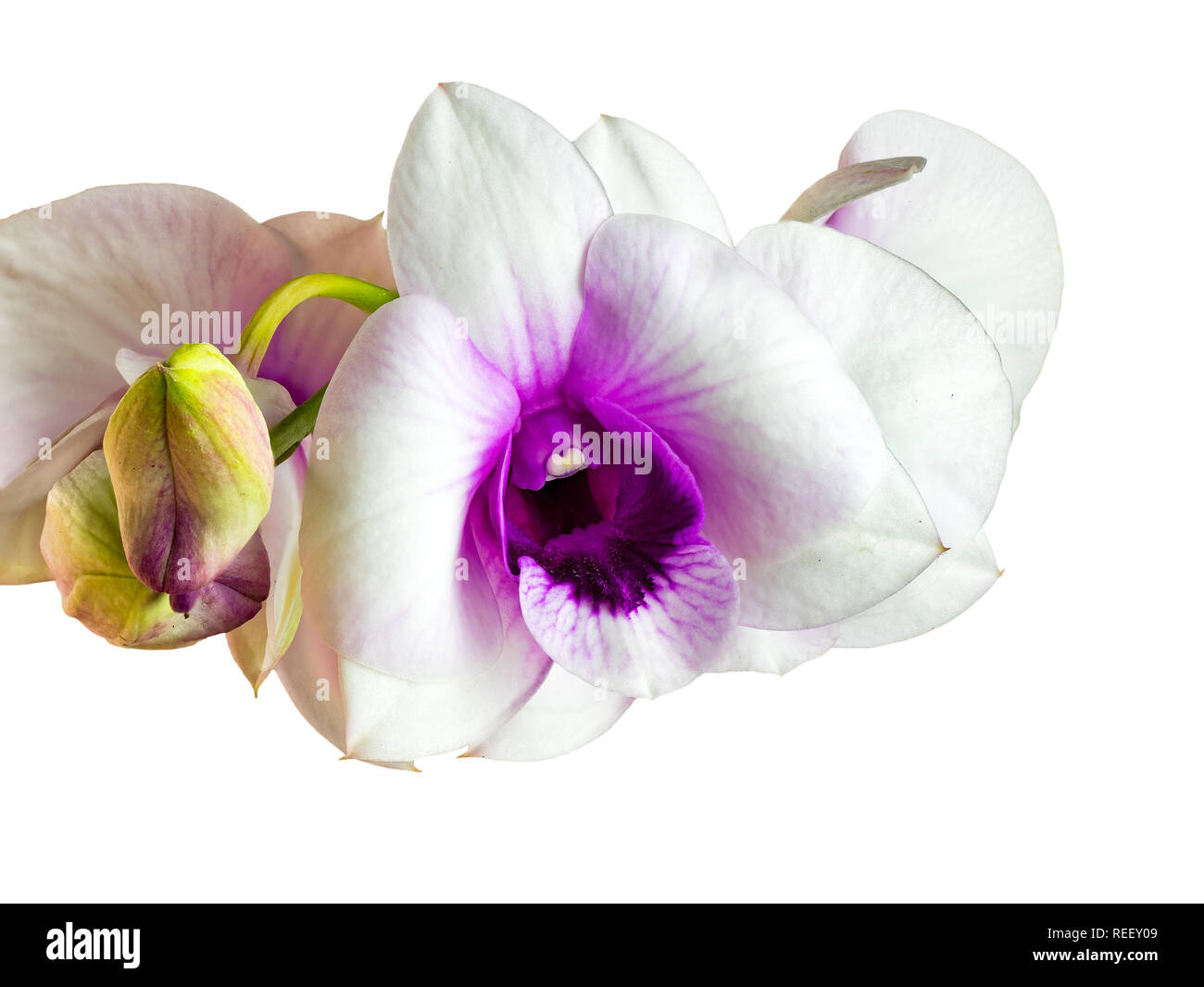 Vue rapprochée de l'orchidée blanche fleurs avec lèvre pourpre isolé sur fond blanc Banque D'Images