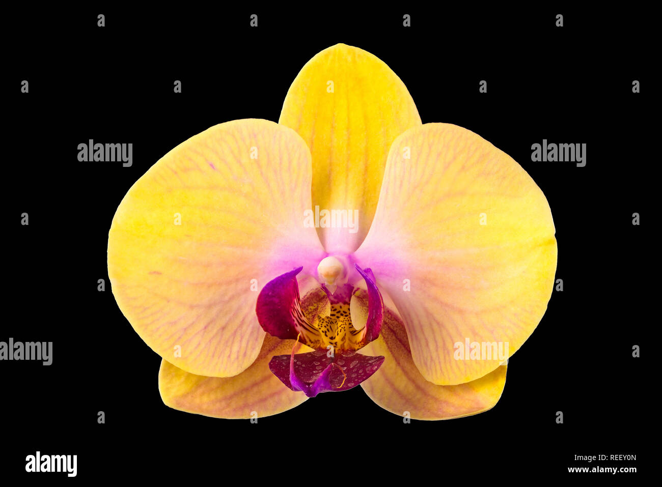Gros plan du Phalaenopsis orchidée, fleur jaune avec lèvre pourpre isolé sur fond noir Banque D'Images
