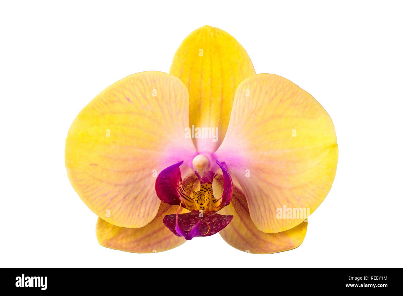 Gros plan du Phalaenopsis orchidée, fleur jaune avec lèvre pourpre isolé sur fond blanc Banque D'Images