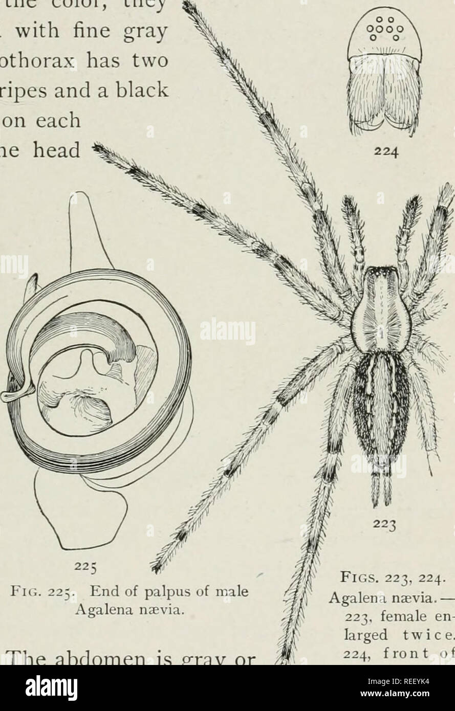 . Les araignées des États-Unis. Les araignées. Le AGALENIDyE 93 chambres (figs. 221, 222). Il varie considérablement en taille et couleur. Les femelles de grande taille peut être de trois quarts de pouce de long, avec jambes mesurant un pouce et un quart, tandis que d'autres peuvent être cultivées à la moitié de cette taille. Certains sont de couleur jaune pâle avec des marques, et d'autres gris brun rougeâtre avec les marquages presque noir. Quelle que soit la couleur, ils sont abondamment couvertes de beaux cheveux gris. Le céphalothorax a deux bandes grises longitudinales et une ligne noire le long du bord de chaque côté (fig. 223). La tête est haute et un peu plus sombre dans Banque D'Images