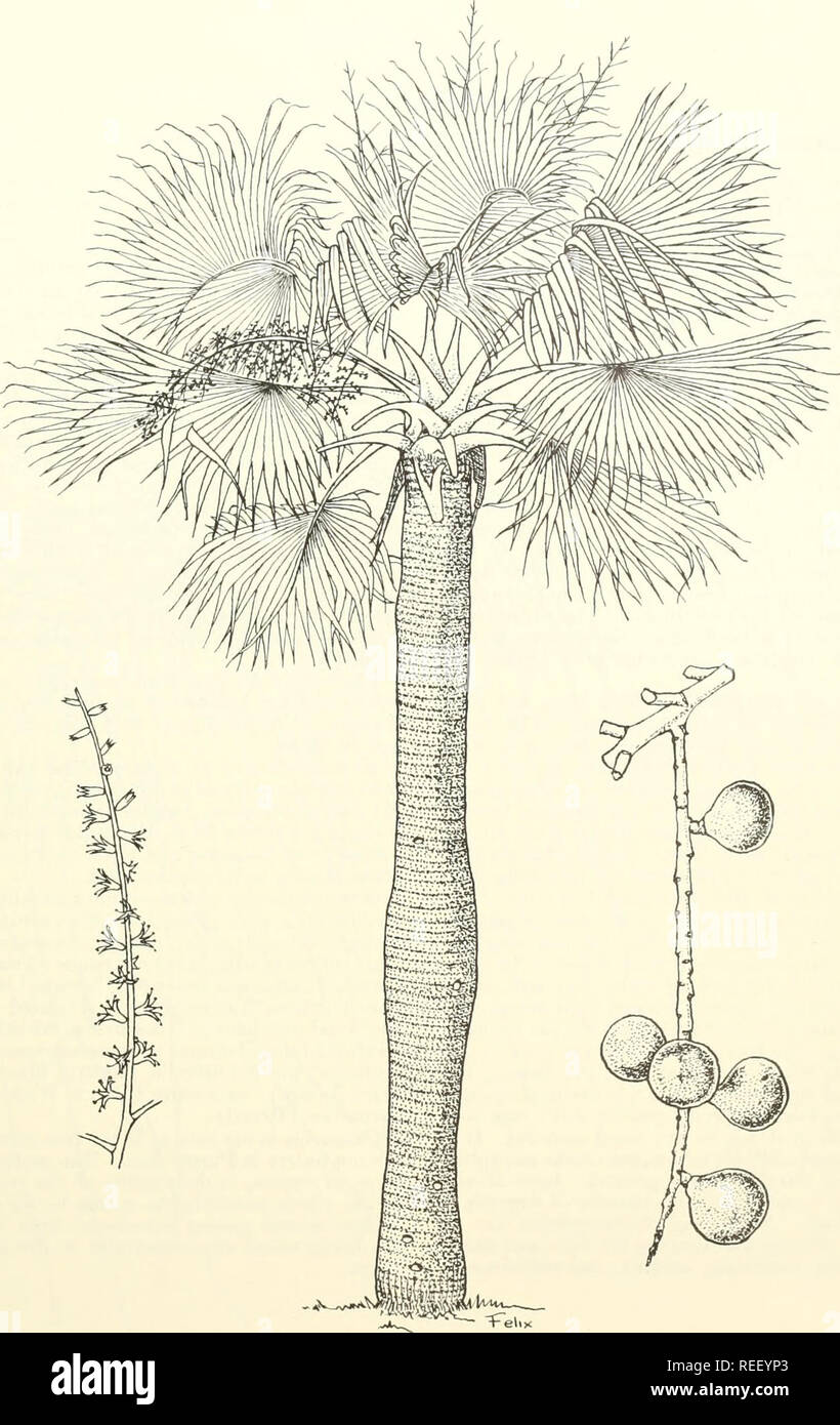 . Arbres communs de Puerto Rico et des îles Vierges. Arbres -- Porto Rico ; arbres -- Iles Vierges des États-Unis. 10. Palma de sombrero. Porto Rico palmetto j&lt;nl)aj rau^iarum (O. F. Cook) Beccari Fleurs (en bas à gauche) et de fruits (en bas à droite), grandeur nature. 47. Veuillez noter que ces images sont extraites de la page numérisée des images qui peuvent avoir été retouchées numériquement pour plus de lisibilité - coloration et l'aspect de ces illustrations ne peut pas parfaitement ressembler à l'œuvre originale.. Peu, Elbert Luther, 1907- ; Wadsworth, Frank H. (Frank Howard). Washington, D. C. : U.S. Dept. de l'agric Banque D'Images