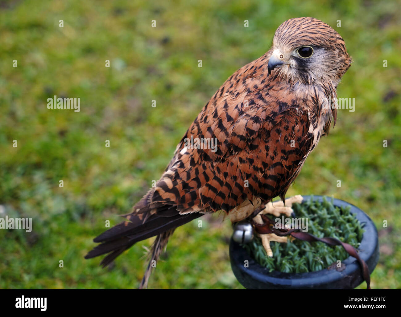 Un faucon crécerelle perché sur un stand à un faucon réserver dans le Cambridgeshire. Banque D'Images