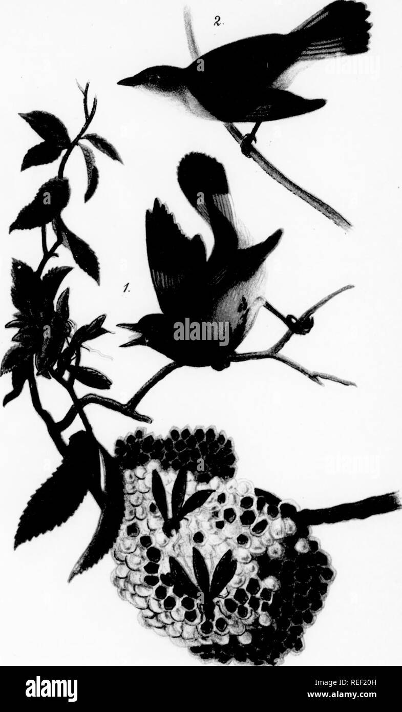 . Rapport sur les oiseaux de Pennsylvanie : avec référence spéciale à l'alimentation, basée sur plus de 4 000 examens de l'estomac. Les oiseaux. 178 LES OISEAUX DE LA PENNSYLVANIE. F'fin 43. 1 Grand Pic (Ceophloeuspileatus), adultes, deux mâles et femelles. Contenu.-remplie avec les fragments de Palmetto-eauriens {fourmis Camponotus). Une nymphe de White ant (Vermes). À ventre roux {Melayierpes carolinus.) Contenu de huit adultes des deux soxes. Les graines non digérées (rouge) de deux espèces de Le Palmetto. Pas de matières animales pourraient être distingués. Red-hellied Melanerj^(Pic es carolinus), un Banque D'Images