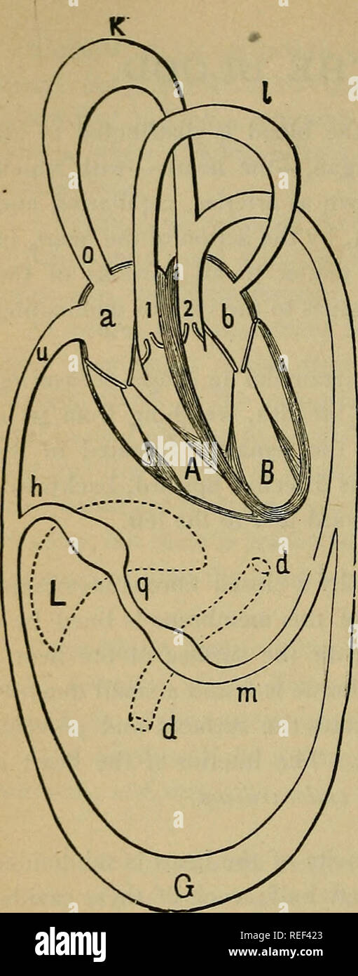 . Compend un de la physiologie humaine, spécialement adaptés pour l'utilisation d'étudiants en médecine. La physiologie. 126 Physiologie Humaine.. Fig. 17. - Régime du Cir calcul.-{Landois.) un droit, b. gauche, oreillette. A. Droit, B, le ventricule gauche. 1. Pulmon- ary artère. 2. Aorte. 1. Domaine de la tuberculose pulmonaire, K, domaine de sys- temic, circulation. o. La veine cave supérieure. Zone G fournissant la veine cave inférieure, u. d, d. L'intestin, m. L'artère mésentérique, q. Veine porte. L. Foie, h. Veine hépatique. Les valves du coeur.-Les valves du coeur sont formées par un redup publication officielle de l'endocarde renforcée par des TI Banque D'Images