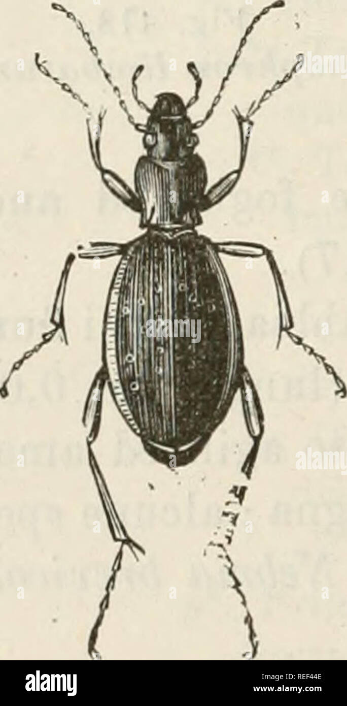 . Compendio della Fauna Italiana. Descrizione elementare degli animali pite originali. Zoologie. Fig. 419. Nehria hrevicollis. Fig. 420. Calosoma. sicophanta Fig. 421. Carabns alpinus. bronzo-dorato. Alpi. Carabm depressus (fig. 422), corpo schiacciato, bronzo-verdastro infossate con punte di color verde-metallico. Alpi. G. coriaceus (fig. 423), G. catenulatns (fig. 424), ecc. (8) Insetti dal capo spesso duro, convesso, capo e torace allungato. Veuillez noter que ces images sont extraites de la page numérisée des images qui peuvent avoir été retouchées numériquement pour plus de lisibilité - coloration et l'aspect o Banque D'Images