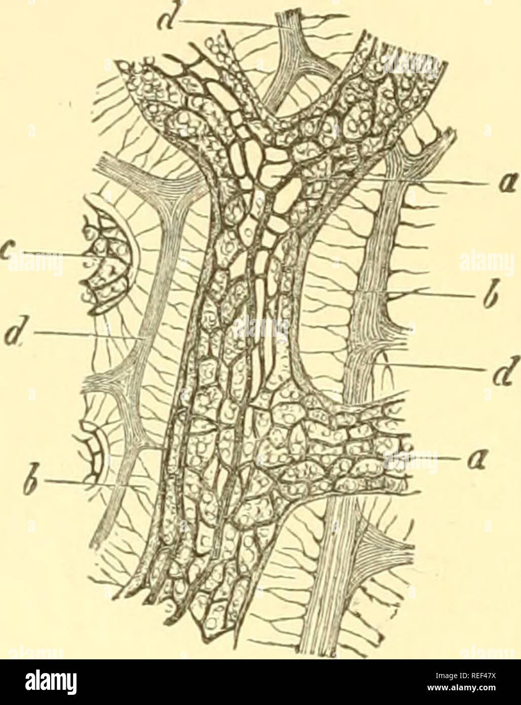 . Compendium de l'histologie. L'histologie. Kig. 106.-tube de lymphe mésentérique à partir d'un gland du chien : un capillaire, navire ; b, tissu conjonctif réticulaire, formant le tube. Fig. 107.--À partir de la sub- stance médullaire d'une glande lymphatique inguinal du buffle ; un tube de lymphe, avec la com- dupliquée de navires système ', c, pièce d'une autre : d, septa ; 6, reliant les fibres entre le tube et le septum. La lacune entre les tubes du système lymphatique nous appelons le lymphafics de la substance médullaire. Que cela découle de l'investissement des espaces de la follicule est enseigné par la Fig mesu- 104, e, et 105, I, I. e Banque D'Images