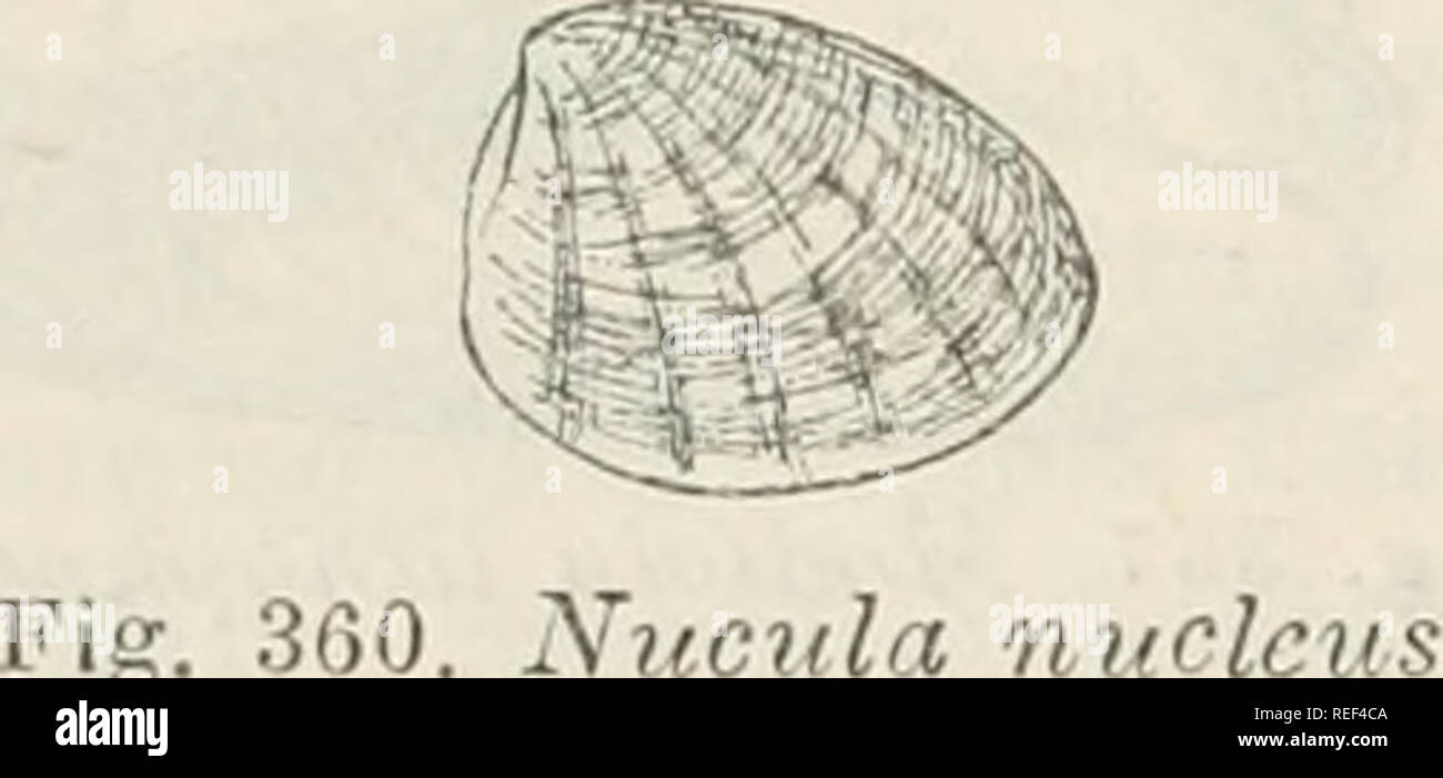 . Compendio della Fauna Italiana. Descrizione elementare degli animali pite originali. Zoologie. Gratuit^. 358. Arca Deutschland Noae. Fig. 359. Pectuneulus insubricua. Le général Kncìila, Lamarck. Lame triangulaire Conchiglia, liscia od ornata ; epidermide olivastra, um- boni a posteriori ; interno madreperlaceo crenulati ; margini ; cerniera con una fila di denti taglienti da ambe le parti ; impressione palleale semplice. Es. Iìwleu 7N.8, Linn. (Fig. 360). Famiglia 5^ - Unioni di. Conchiglia classique, equivalve, chiusa, interno madreperlaceo ; epi- dermide spessa e scura ; lega- mento externe et affiche sporgente margini lisci ; ce ; Banque D'Images