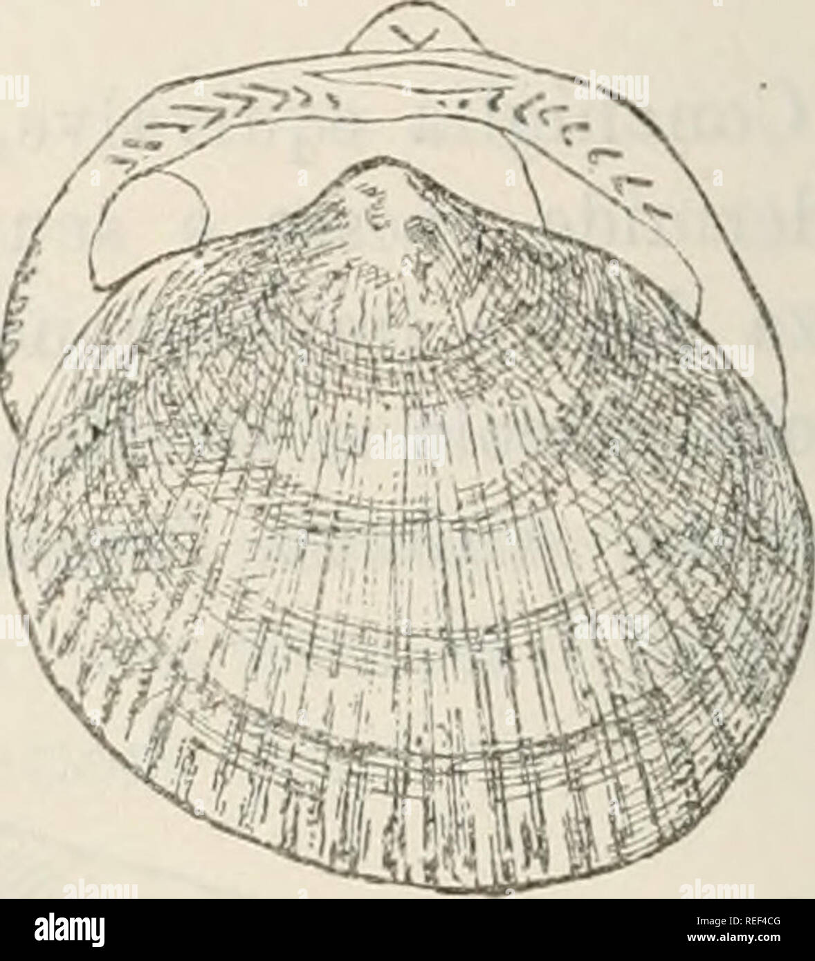 . Compendio della Fauna Italiana. Descrizione elementare degli animali pite originali. Zoologie. Gratuit^. 358. Arca Deutschland Noae. Fig. 359. Pectuneulus insubricua. Le général Kncìila, Lamarck. Lame triangulaire Conchiglia, liscia od ornata ; epidermide olivastra, um- boni a posteriori ; interno madreperlaceo crenulati ; margini ; cerniera con una fila di denti taglienti da ambe le parti ; impressione palleale semplice. Es. Iìwleu 7N.8, Linn. (Fig. 360). Famiglia 5^ - Unioni di. Conchiglia classique, equivalve, chiusa, interno madreperlaceo ; epi- dermide spessa e scura ; lega- mento externe et affiche sporgente margini lisci ; ce ; Banque D'Images