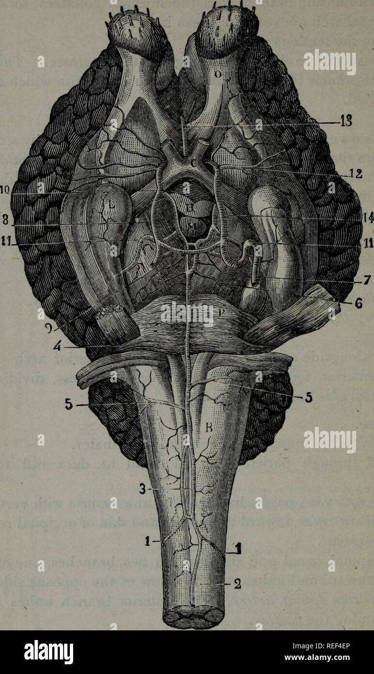 . Compend un équin de l'anatomie et la physiologie. Les chevaux. 9o l ...