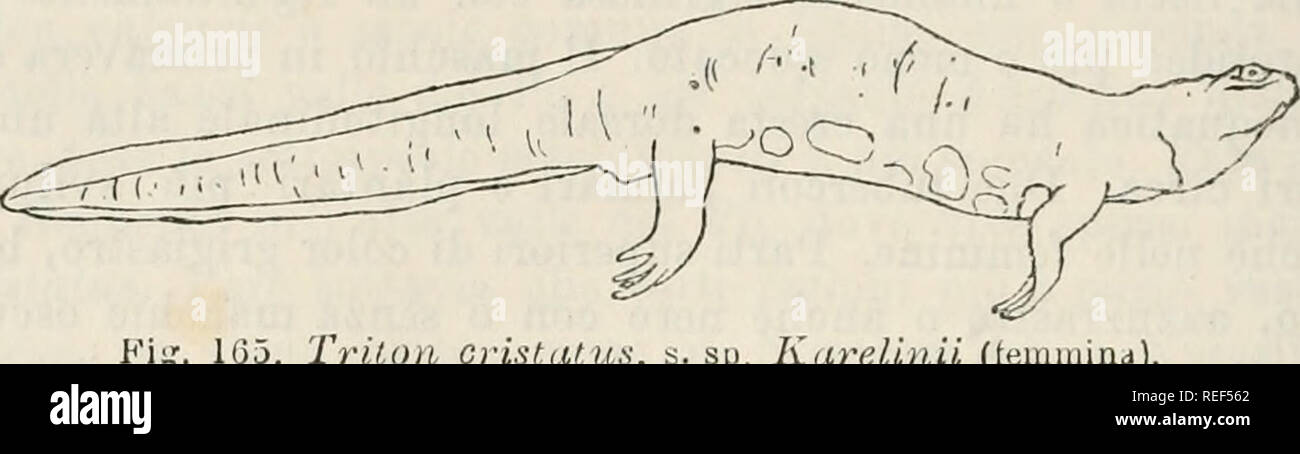 . Compendio della Fauna Italiana. Descrizione elementare degli animali pite originali. Zoologie. 94 TI 1^0 PKIMO VEKTEBKATl - tronco. Nella coda note si grandissimo uno sviluppo della pelle sopra- tutto verso la base. Superiori oscure Parti, brune, o nere , o verdastro cupo, con 0 rotondeggianti piìi senza macchie, scure, capo ora del co- lore del dorso, marmoreggiato punteggiato ora o di Bruno, di nero, biancastro giallastro di e di gola, Bruno-nera fittamente macchiettata di Chiaro, parti inferiori couleur Rosso di arancio-piìi o meno rosso o più o meno giallo con macchio oscure, brune, azzurra Banque D'Images