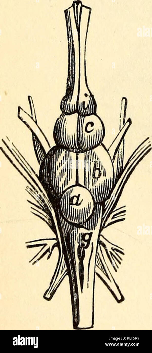 . Comparative Zoology, structurelles et systématiques : pour une ...