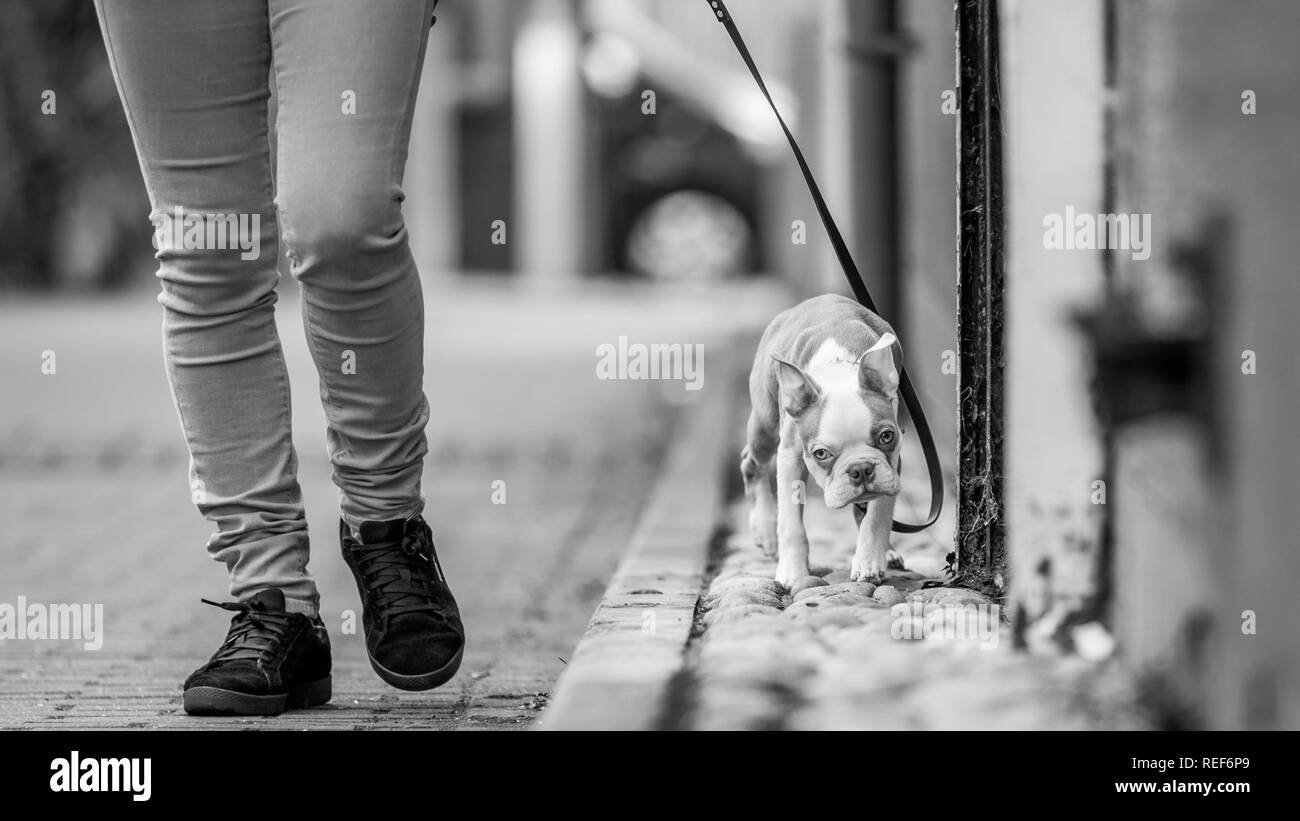 Close up Boston terrier puppy sur une laisse marcher avec les jambes des propriétaires à côté d'un mur sur une chaussée pavée Banque D'Images