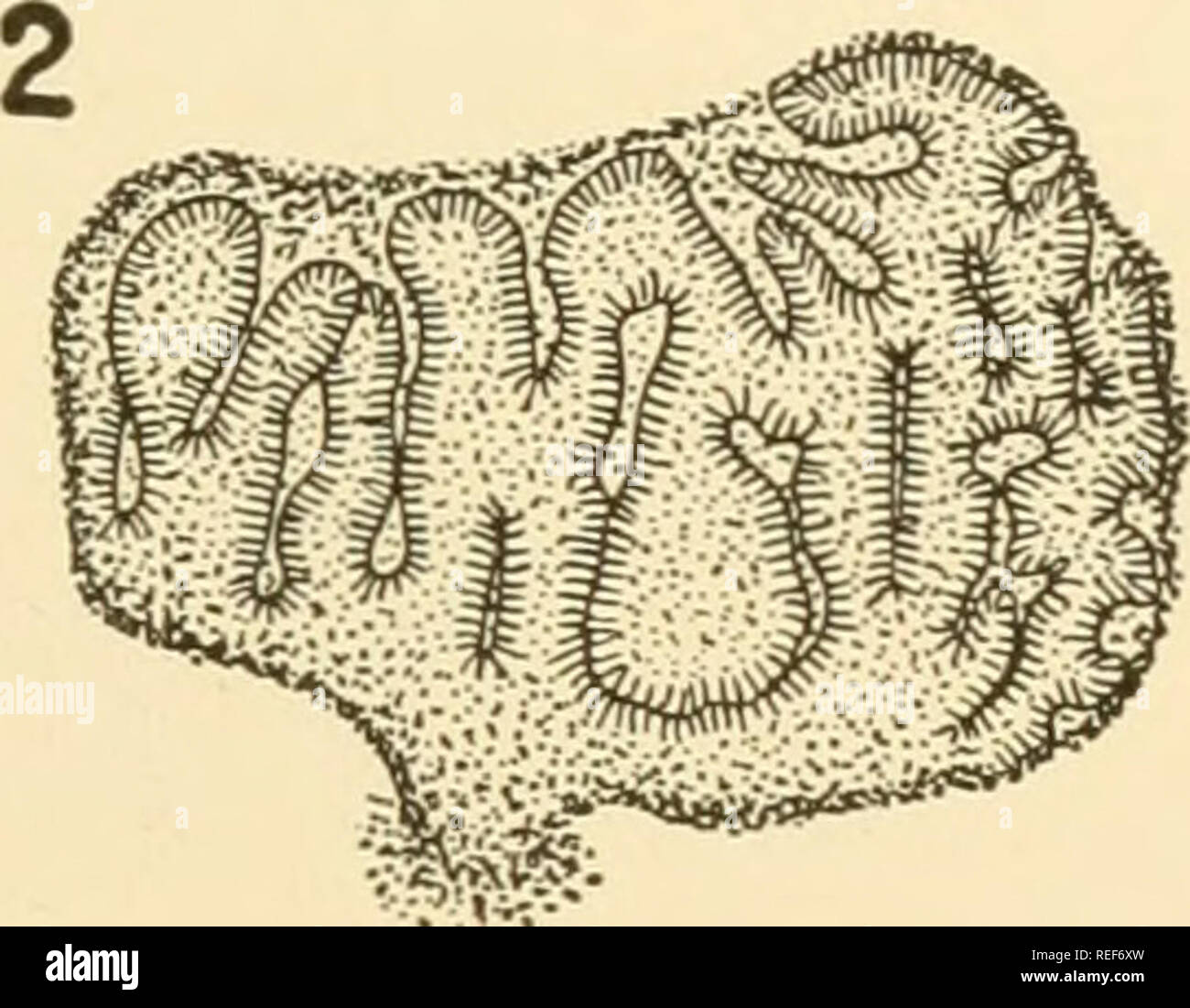 La Morphologie Comparee Des Champignons Les Champignons 0m K A Sir W J A