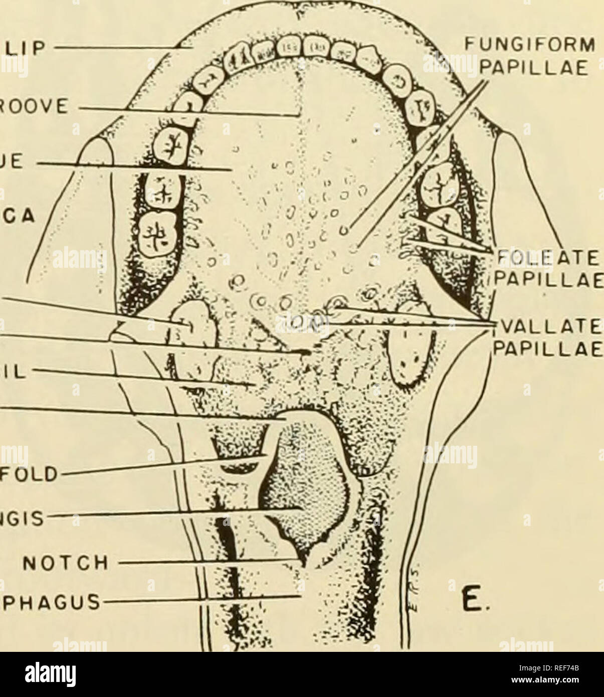 . L'embryologie comparative des vertébrés ; avec 2057 dessins et photos. regroupés en 380 illus. Vertébrés -- l'Embryologie embryologie Comparative ;. Ce EPIGLOTTICA- YNGO EPIGLOTTIC rONSlL -PLI LATINE FORAMEN CAECUM Amygdale linguale ÉPIGLOTTIS ARYEPIGLOTTIC OUVERTURE LARYNGÉE FOIS ADITUS LARYNGIS NTERARYTENOID encoche de l'ŒSOPHAGE. Fig. 285. Développement de la langue maternelle dans l'embryon humain. (A-D dessiné et modifié à partir de modèles Ziegler. (A) Quatrième semaine. (B) sur la cinquième semaine. (C) 6e à 7e semaine ; IC mm. (D) 7e semaine ; 14 mm. (E) adulte. Observer que le gonflement lingual mandibulaire donnent origine à t Banque D'Images