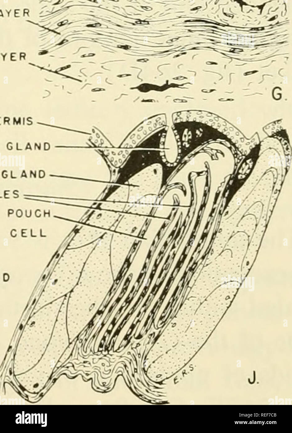 . L'embryologie comparative des vertébrés ; avec 2057 dessins et photos. regroupés en 380 illus. Vertébrés -- l'Embryologie embryologie Comparative ;.  :^f/^spongieux intermédiaire. ,•"/ ?" XH L i-L-o^ ^DERME COUCHE DE JUGE s r 1 ^^^ ;£ :^^| capillaire Xk.je vjr -"^^/i'ÉPIDERME GLA ÉPIDERMIQUE. Fig. 267. Les téguments de amphibia. (Un champ après - Bull. Mus. Comp. Zool. à Harvard College, 21 ; F Après Dawson : J. Morphol., 34 ; H et I après Assheton : pinte. J. MICR. Sc, 38 ; J de Kingsley, 1925 : le squelette des vertébrés, Blakiston, Phila- delphia, après Sarasins.) ( A ) de la peau de grenouille embr Banque D'Images