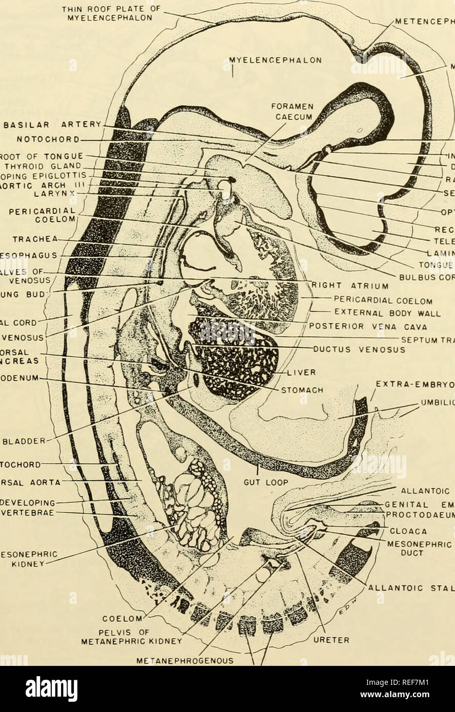 . L'embryologie comparative des vertébrés ; avec 2057 dessins et photos. regroupés en 380 illus. Vertébrés -- l'Embryologie embryologie Comparative ;. L'homologie DE BASE DES SYSTÈMES D'organe 547 peuvent être supprimées en même temps les différents tubes. Indépendamment de cette possibilité, une homologie de base, toutefois, semble exister. Plus tard durant le développement par les larves et définitive des stades forme corporelle, une quantité considérable de moulage ou plasis de facteurs environnementaux et de facteurs intrinsèques peuvent se produire. Un exemple de plasis est donné dans le développement de l'ébauche du membre antérieur du poisson, grenouille, oiseau, et le cochon. En définitive pour la Banque D'Images