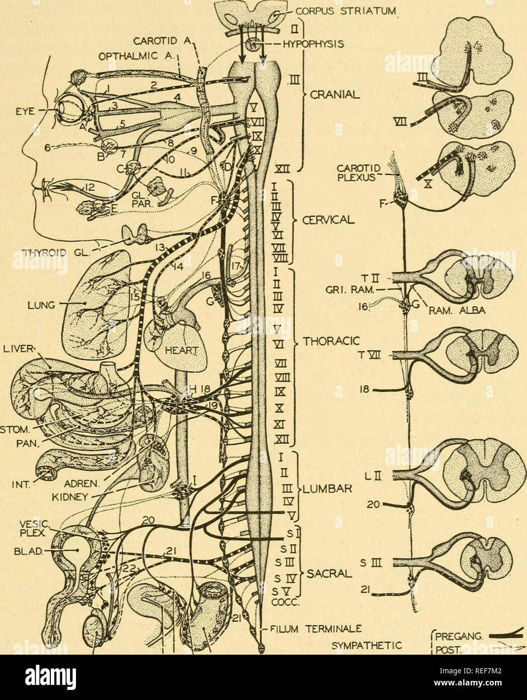 . L'anatomie comparée. Anatomie, comparatif. Le SYSTÈME NERVEUX CENTRAL 537. J'UTERUSl/ TESTICULE , ^^^^^^ PLEX UTÉRINE ! HaemORHOID ^^ PLEX TERMINALE nUM^^^ pQgj ^ â sympathique J'BERSlPRE.' je poste -- je parasympathique. Fig. 443.- âThe système nerveux chez l'homme. Les ganglions du système nerveux autonome sont marqués par les lettres, nerfs autonomes étant donné les chiffres arabes, les nerfs spinaux cranio-sont indiquées par des chiffres romains. Pour les relations de cerveau et de la moelle épinière sont indiqués sur la droite par une série de sections transversales prises à différents niveaux, i, 2 ; nerf lacrymal, nerf oculomoteur, nerf Nasociliary ; 3 ; 4, 5 ; ganglion Gasserian maxillari, ramus Banque D'Images