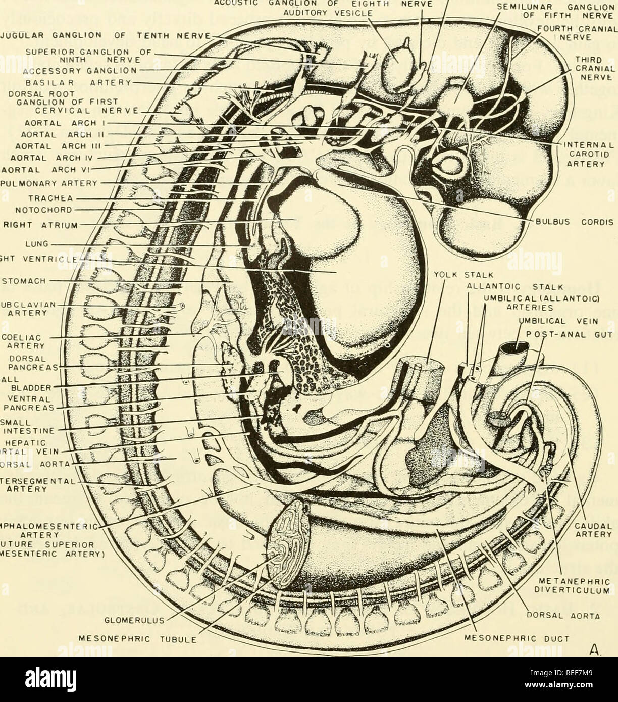 . L'embryologie comparative des vertébrés ; avec 2057 dessins et photos. regroupés en 380 illus. Vertébrés -- l'Embryologie embryologie Comparative ;. 546 FONCTIONS DE BASE DE LA MORPHOGENÈSE DES VERTÉBRÉS DE GANGLION GANGLION GÉNICULÉES ACOUSTIQUE DU NERF AUDITIF SEPTIÈME VES GANGLION JUGULAIRE DE DIXIÈME GANGLION ACCESSOIRE NERF UN BASILIC R ARTER ganglion de la racine dorsale ou PREMIER NERF CERVICAL AORTAL AORTAL AORTAL AORTAL AORTE /^ NOTOCH PULMONAR TRAC JUSTE À DROITE DU POUMON Surface vent. Vésicule biliaire Pancréas ventral AO DORSALE OMPHALOMES ARTER (FUTUR MÉSENTÉRIQUE SU Fig. 261. Dessins d'embryons de porc d'environ 9,5 à 12 mm. Banque D'Images . L'embryologie comparative des vertébrés ; avec 2057 dessins et photos. regroupés en 380 illus. Vertébrés -- l'Embryologie embryologie Comparative ;. 546 FONCTIONS DE BASE DE LA MORPHOGENÈSE DES VERTÉBRÉS DE GANGLION GANGLION GÉNICULÉES ACOUSTIQUE DU NERF AUDITIF SEPTIÈME VES GANGLION JUGULAIRE DE DIXIÈME GANGLION ACCESSOIRE NERF UN BASILIC R ARTER ganglion de la racine dorsale ou PREMIER NERF CERVICAL AORTAL AORTAL AORTAL AORTAL AORTE /^ NOTOCH PULMONAR TRAC JUSTE À DROITE DU POUMON Surface vent. Vésicule biliaire Pancréas ventral AO DORSALE OMPHALOMES ARTER (FUTUR MÉSENTÉRIQUE SU Fig. 261. Dessins d'embryons de porc d'environ 9,5 à 12 mm. Banque D'Images