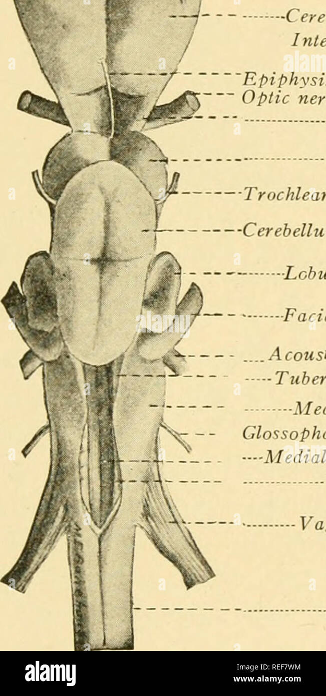 . L'anatomie comparée. Anatomie, comparatif. Capsule nasale /N. rrerve olfactif J ' Rhinoccele / ventricule latéral " Bulbe olfactif Nervus terminalis -&gt ;-- appareil olfactif de l'hémisphère cérébral--  J'ntervenlricular pour. L'ÉPIPHYSE Y nerf optique N. II ' -- - thalamus. -Lobes optiques *^ Trochlear N. JE nerf' -cervelet - Lcbus linecB lateralis. Nerf facial N. VII nerf acoustique CIIV N..., Tuberculum acusticum Medulla oblongata nerf glossopharyngien N. IX - âMedial fasc longitudinal... -Lobe viscérale nerf vague N. X de la moelle épinière. Veuillez noter que ces images sont extraites d'un balayage pa Banque D'Images