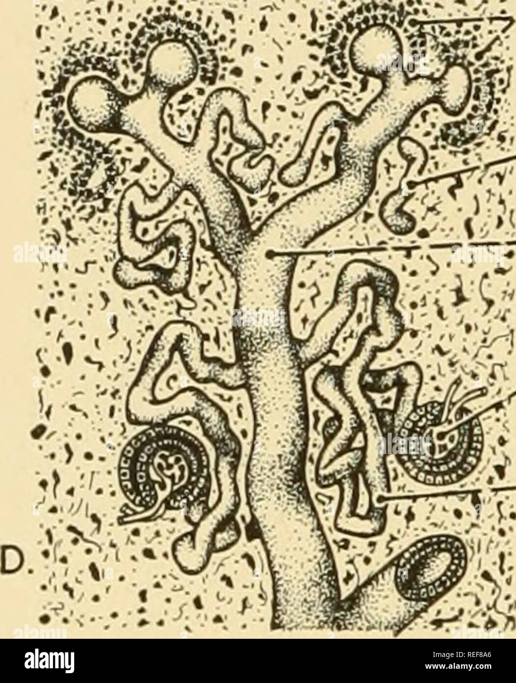 Tissu Rénal Anatomie du glomérule rénal Banque de photographies et d’images à haute ...