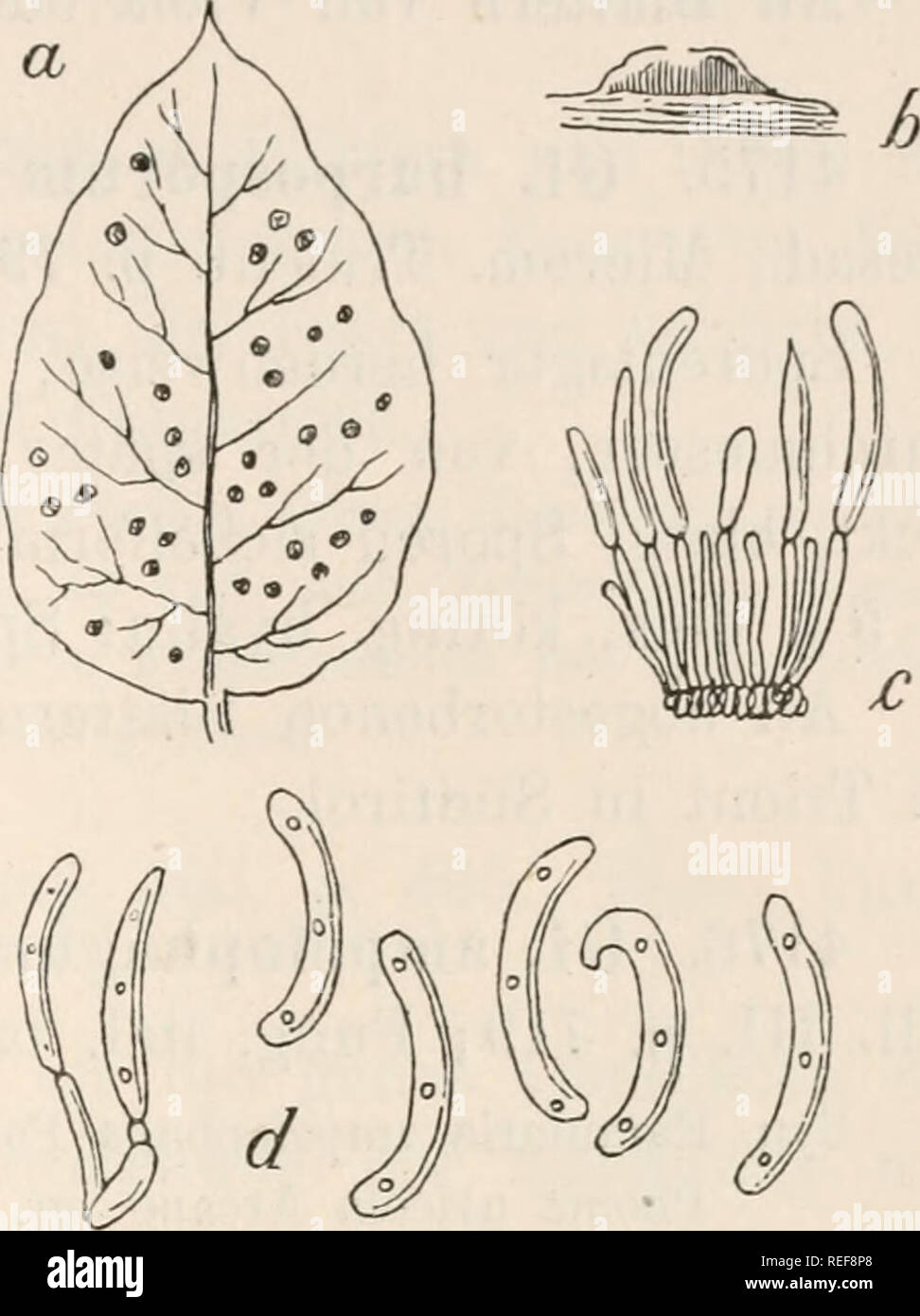 . Le Dr L. Euler's Kryptogamen-Flora von Deutschland, Österreich und der Schweiz. Les cryptogames -- Allemagne ; Autriche ; les cryptogames -- les cryptogames -- Suisse. Gloeosporium 507 Viburnum. Viburnum 4172. Tineuin LO Sacc, Mich., I. p. 219 Champignons ; ital. tab. 1055 ; Syl. III. p. 707. Vacances nach Yertrocknung blass, verschieden geformt ; Sporen auf der lager- Blattunterseite ochrefarben, rapide, von der épiderme G1 o e o s p o r i u m a t i o n d e u m Sacc. a. Ein Blatt von Viburnum Tinus mit dem Pilze dans natürlicher Basis Grösse. b. Schwach, vergrössertes Ein Senk- durchschnittenes Sporenlager recht. c. Ein sehr Banque D'Images