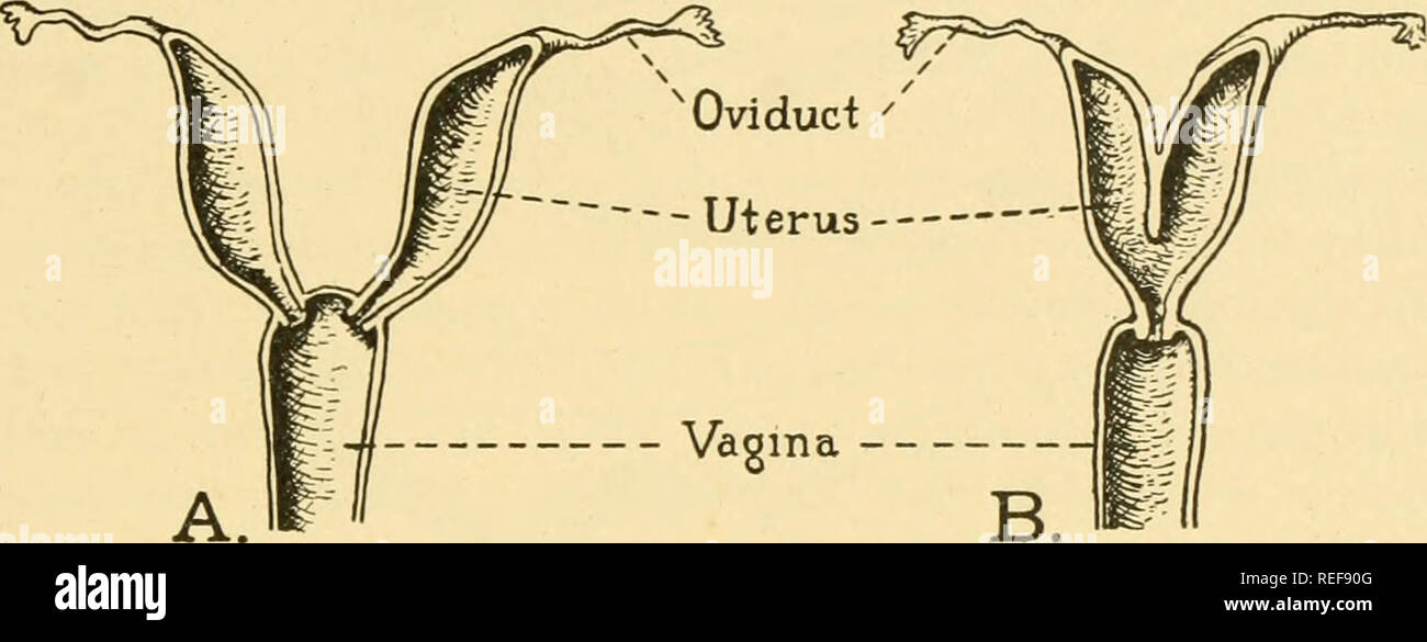 . L'anatomie comparée. Anatomie, comparatif. Le système urogénital 413 ...