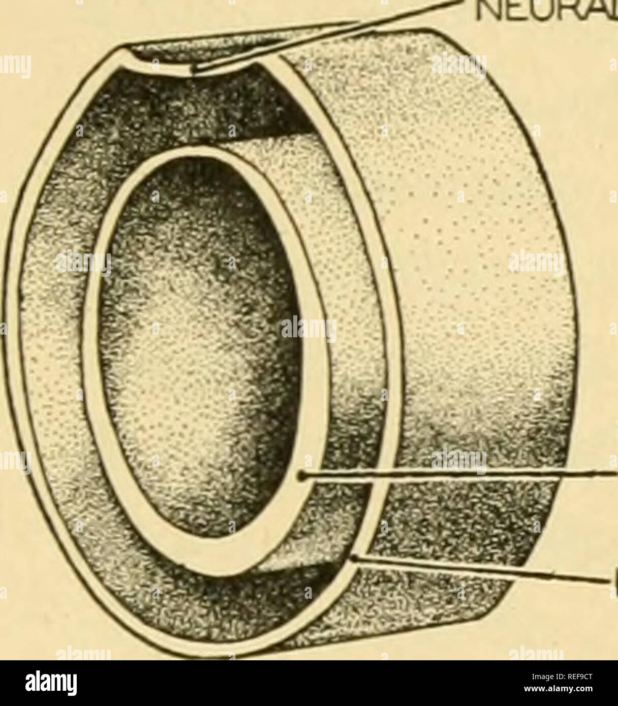 . L'anatomie comparée. Anatomie, comparatif. Le système digestif 317 moyens de l'intestin antérieur et postérieur des portails. À partir de l'avant-plan de l'élaboration du pharynx, oesophage, estomac, et la partie antérieure de l'intestin grêle ; à partir de l'intestin postérieur le reste de l'intestin. Tôt dans le développement, un allantoïde ventrale se pose comme un outpocketing de l'arrière- plaque neurale ^.,.,., - =&gt ;- ;,/NEURAb GROCVE NOTOCHORDE. Veuillez noter que ces images sont extraites de la page numérisée des images qui peuvent avoir été retouchées numériquement pour plus de lisibilité - coloration et l'aspect de ces illustrations ne peut pas perfectl Banque D'Images