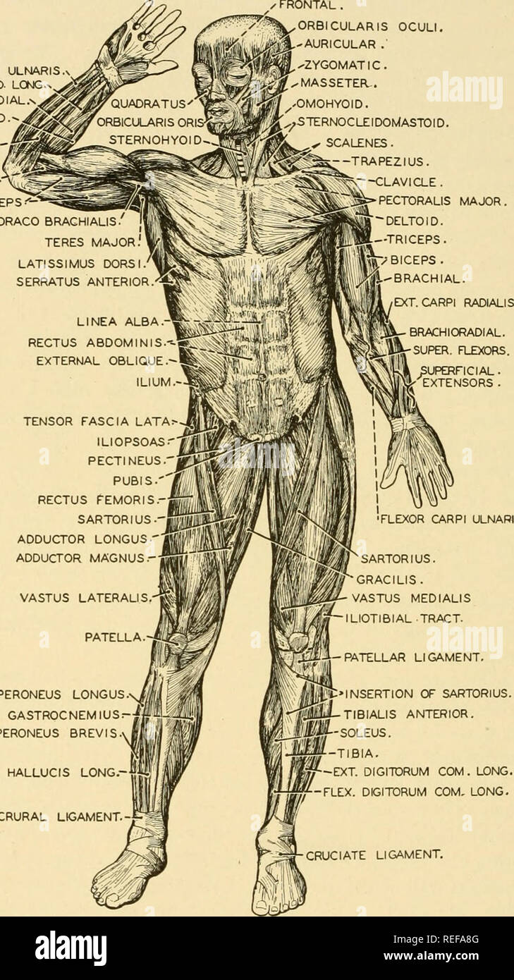 . L'anatomie comparée. Anatomie, comparatif. 278 anatomie comparative la linea alba est attaché à l'pubis, un petit muscle, le pjrramidalis, est habituellement présent. Bien développée lorsque sa longueur est de 7 à 8 cm., mais FLEX. CARPI ULNARIS. FLEX. CARPI RAD. BRACHIORADIAL LONG UONGUS EXT CARPI RAD.   PALMARIS LONGUS.. Frontale. ORBICULARIS OCULI. L'IFL en^ ^â .AURICULAIRE Arcade zygomatique. -Les masséters. Omo-hyoïdien. Sterno-cléido-mastoïdien. SCALENES . ^ilSi--T RA PEZI NOUS . Brachiale.- TRICEPS &Lt ;- CORACO BRACHIALE GRAND ROND' JE DORS LATISSIMUS SERRATUS ANTERIOR LINEA ALBA - GRAND DROIT - OBLIQUE EXTERNE ILIUM TENSOR Banque D'Images