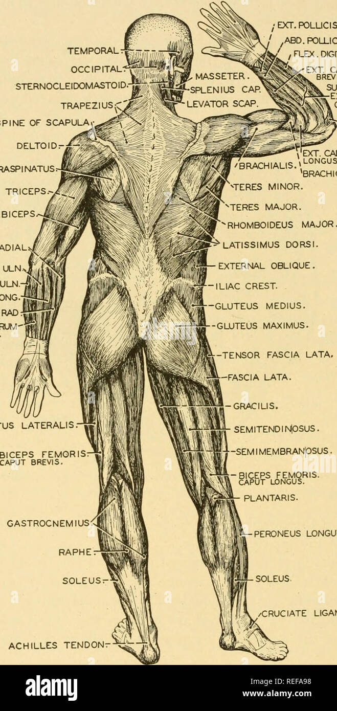 . L'anatomie comparée. Anatomie, comparatif. 276 anatomie comparative les muscles dorsaux du cou étendre la tête et plier le cou. Inclus dans ce groupe sont les splénius, longissimus, semispinalis, TEMPORALrf--- OCCIPITALf izius sterno-cléido-mastoïdien.^^ r DOS D'SCAPULAi,â*^» ^^-- DELTOÏDE l'INFRASPINATUS TRICEPS BICEPS /EXr.POLUCIS BREVIS. .ABD.abducteur du pouce de l'orteil. / FLEX. Commun des PROF. R-^â superficielle AX extenseurs de l'avant-bras. ^riV-ANCONEUS. ,   ^j Â"'**'VEXT radial deuxième. Brachiale.^Â°^&Lt ; =^S 'brachioradial. BRACHIORADIAL FLEX.CARPI ULNy EXT. CARPI LSN -/* PALMARIS FLEX LONGUE RAD CARPI Banque D'Images